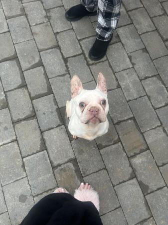 Image 5 of 2 years and 5 months french bulldog male