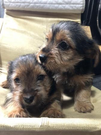 Image 12 of Yorkshire terrier puppies