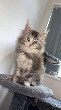 Image 13 of Stunning polydactyl maine coon girls