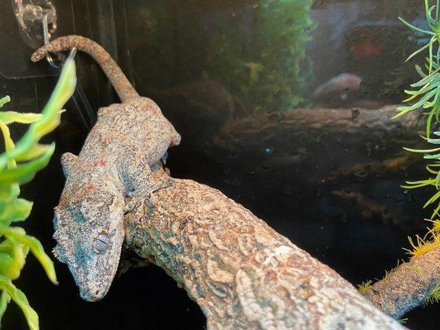Preview of the first image of Gargoyle Geckos at Birmingham Reptiles.