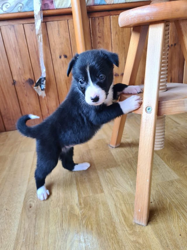 Preview of the first image of Border collie puppy available.
