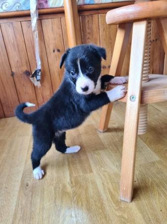 Image 1 of Border collie puppy available