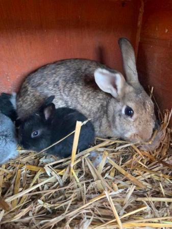 Image 5 of Rabbit  (black  female) looking for a new home, £10