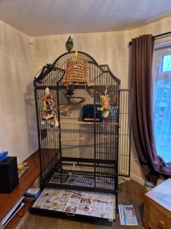 Image 4 of Pionus Parrot under 1 year old. £850 ono
