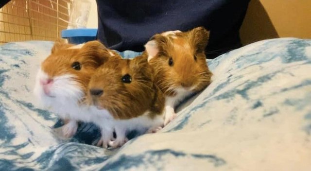 Image 9 of Guinea pig pups for sale in Peterborough