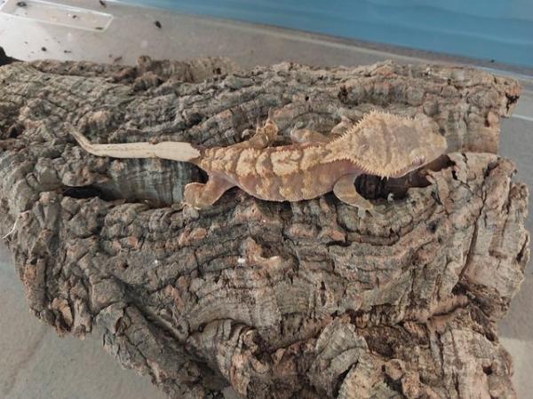 Image 4 of Grown on Crested Geckos