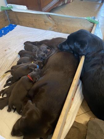 Image 8 of 10 Gorgeous Chocolate KC Dual Purpose Labrador puppies for s