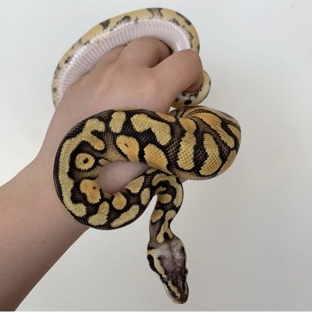 Preview of the first image of Super pastel motley het clown royal python with set up.