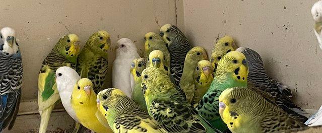 Image 5 of Group of 30 budgies available