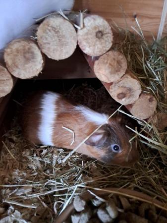 Image 3 of Gorgeous baby boy guinea pigs in need of new loving homes