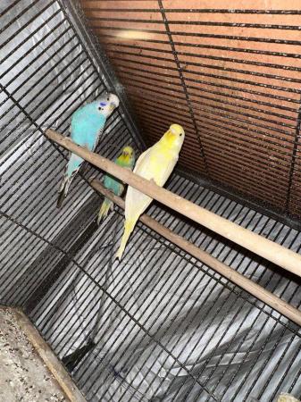 Image 2 of Stunning budgie babies for sale in bradford