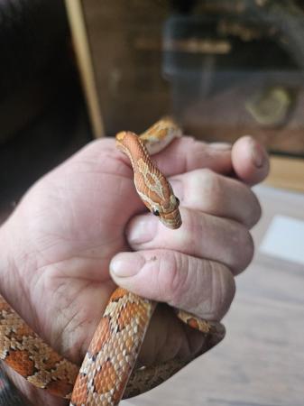 Image 5 of Female okeetee corn snake with or without full setup