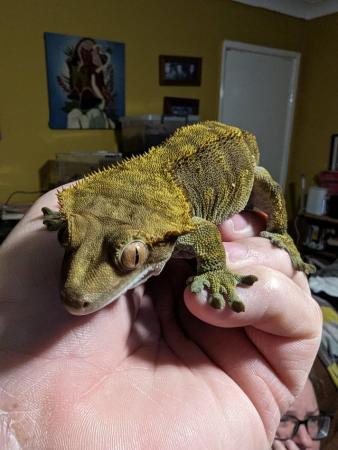 Image 6 of Grainne the Crested gecko