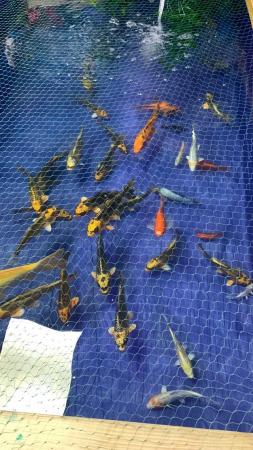 Image 2 of Loads of pond fish for sale