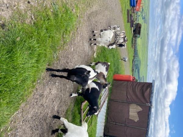 Image 2 of Job lot of Pygmy nannies for sale young goats
