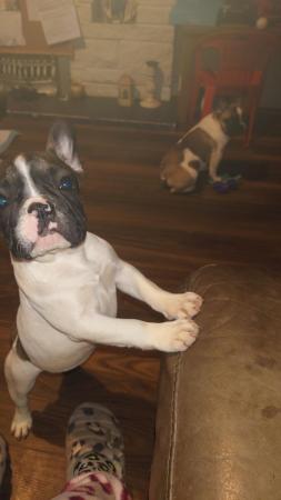 Image 9 of KC registered Beautiful french bulldog pups *UPDATED PICS*