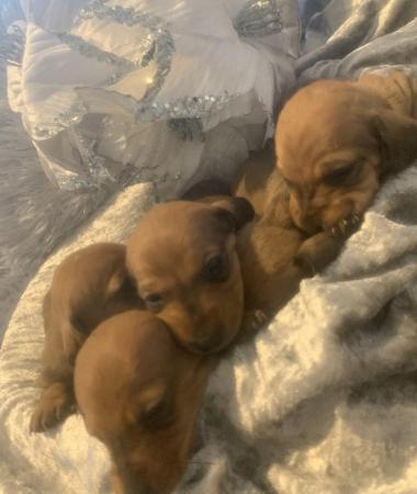 Kc registered miniature dachshunds for sale in Mirfield, West Yorkshire