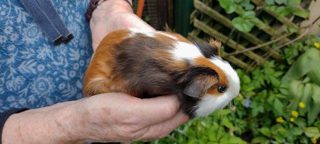 Image 3 of Baby Guinea pigs boys and girls