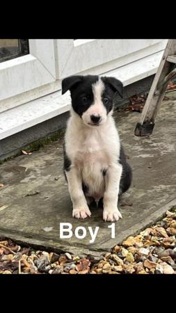 Image 2 of 4 Border Collie pups for sale