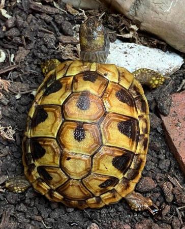 Image 4 of Hermann's Tortoise, hatched 2022, microchipped.