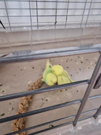 Image 4 of budgies young ready to leave