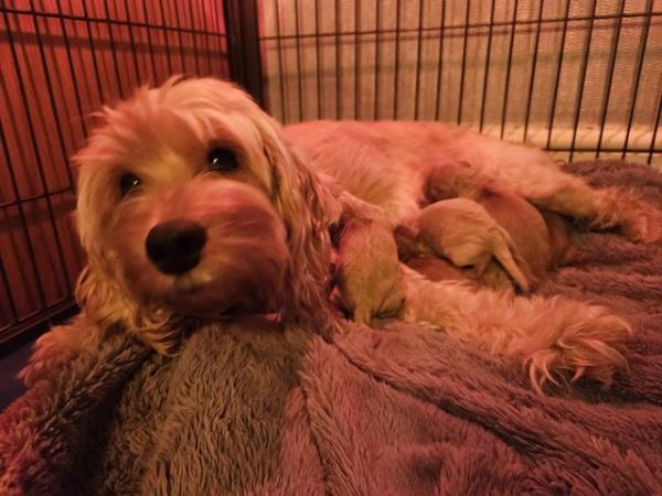 Image 4 of Cockapoo puppies for sale blonde and red
