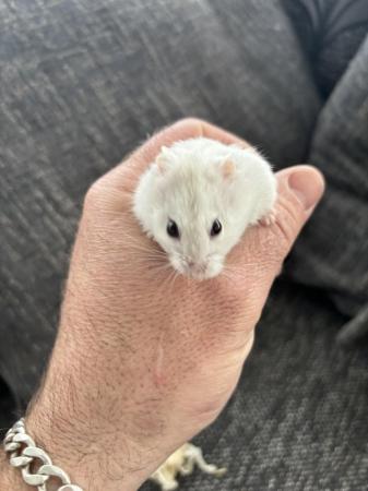 Image 5 of Young Russian hamster’s available