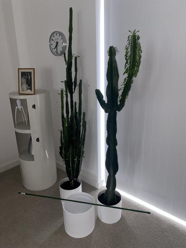 Preview of the first image of Two XL potted cactus in Scheurich panna pots.