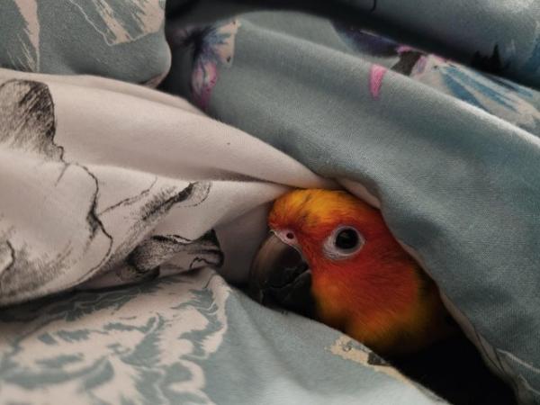 Image 2 of 11 months old silly tame sun conure