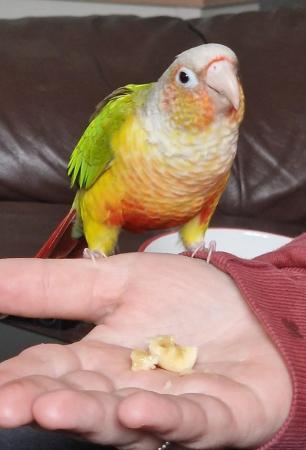 Image 1 of 1 year old Conure with cage and toys