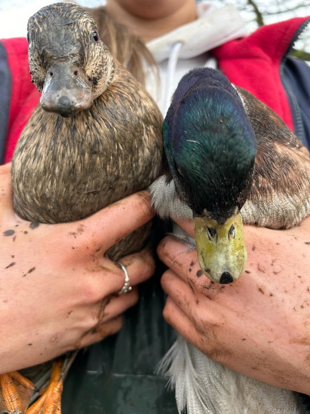 Preview of the first image of Pair of mallard ducks + 1 silver female.