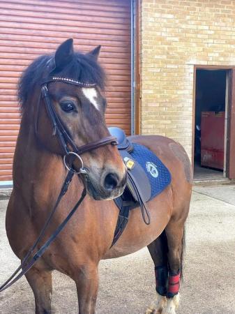 Image 5 of For share 2 x per week First Ridden Pony 12.2hh