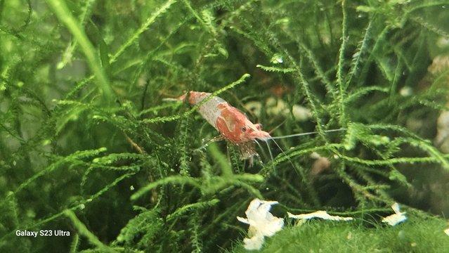 Image 9 of Red cherry shrimps all colours