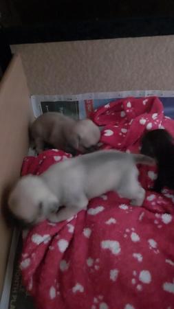Image 7 of Stunning Black and Fawn  Pug Puppies For Sale Runcorn