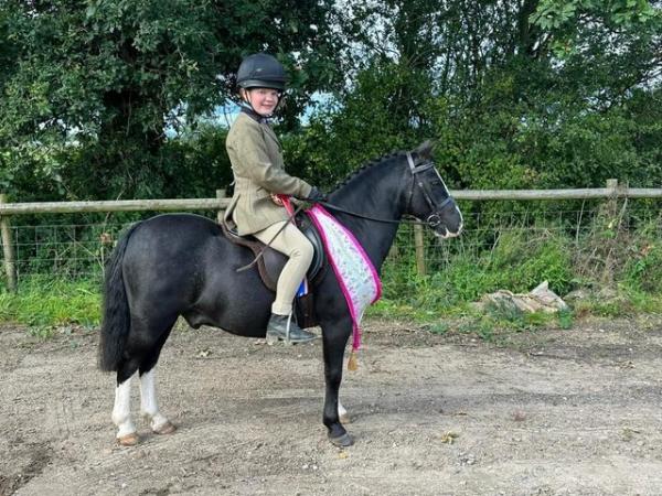 Image 1 of Lovely 11.2 pony for loan