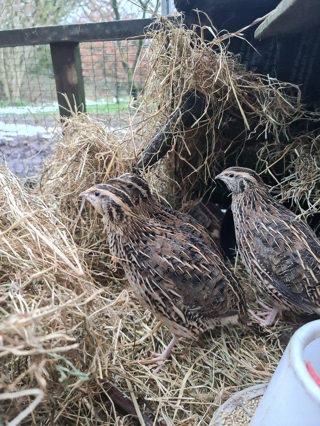Preview of the first image of Jumbo Japanese quail 10 girls and 2 boys.