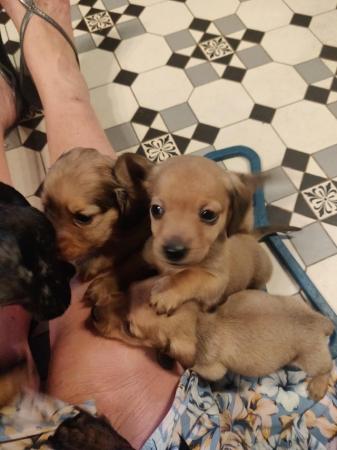 Image 10 of Mini Dachunds For Sale 3 left
