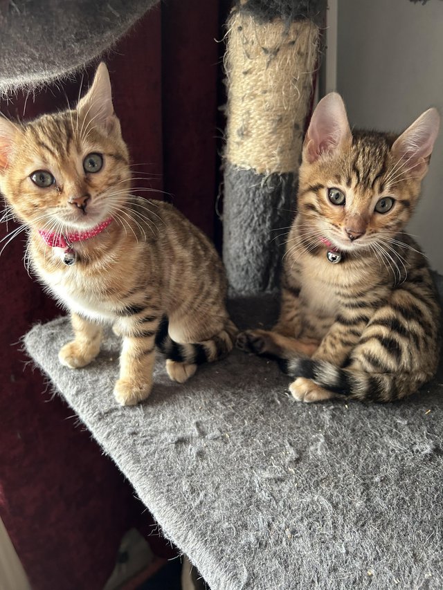 Preview of the first image of Tica Bengal kittens looking for their forever homes.