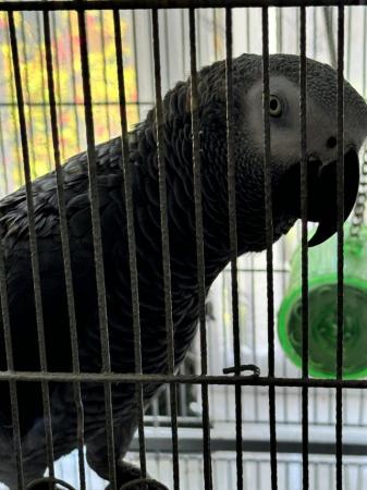 Image 3 of African grey parrot male