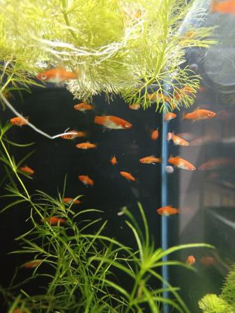 Image 5 of Koi swordtails for sale  £1 each or 6 for £5