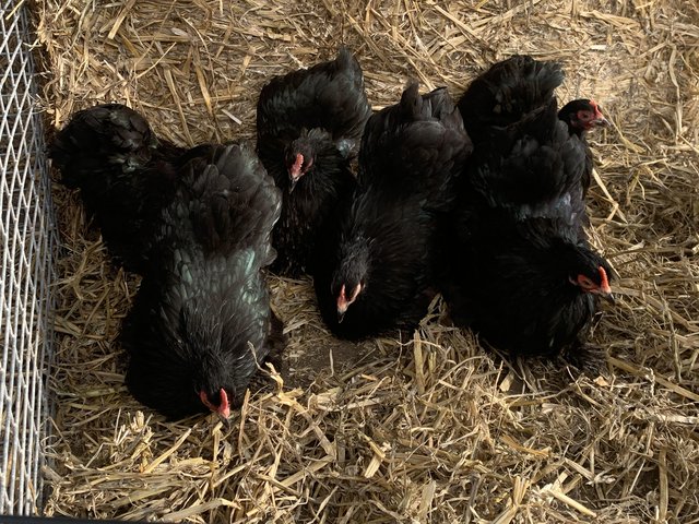 Preview of the first image of Black pekins for sale. Cockerels and pullets.