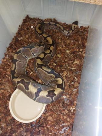 Image 20 of Balll python snakes (Whole collection)