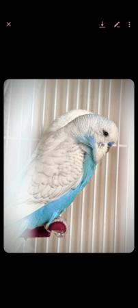 Image 3 of 3x Budgies for sale MUST GO TOGETHER
