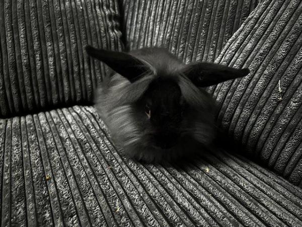 Image 3 of 6 month old male lion head rabbit grey and black