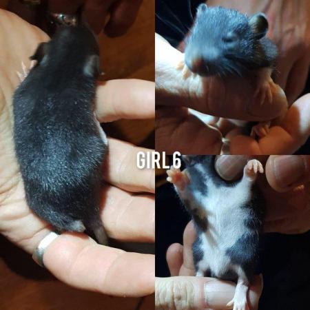 Image 3 of Female rat babies!!!!!!!!*******