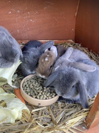 Image 2 of Friendly 8 week old lop eared bunnies ??