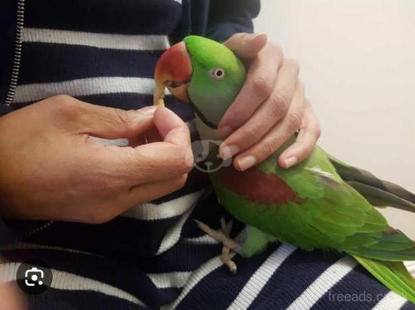 Image 1 of 3 Three-years old hand reared Alexanderine parrot for sale