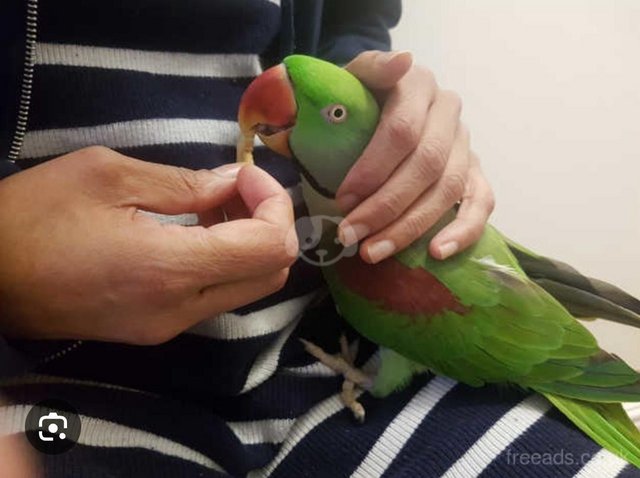 Preview of the first image of 3 Three-years old hand reared Alexanderine parrot for sale.