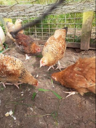 Image 5 of Fertile hatching Hen Eggs, good layers lovely looking birds