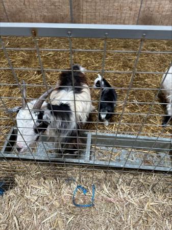 Image 3 of pigmy goats choice of two